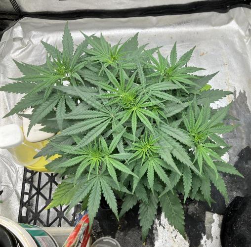 Malawi X Panama Fem. Week 5 - Day 30