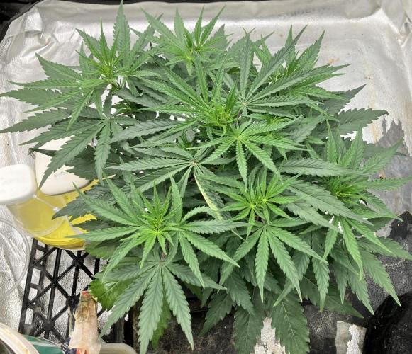 Malawi X Panama Fem. Week 5 - Day 31