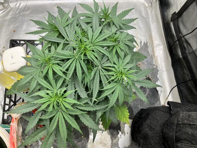 Malawi X Panama Fem. Week 5 - Day 32