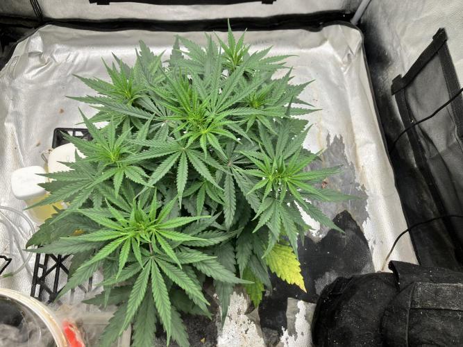 Malawi X Panama Fem. Week 5 - Day 33
