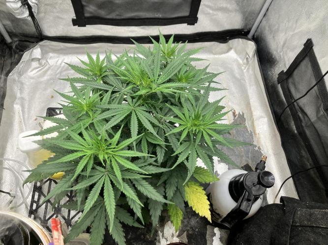 Malawi X Panama Fem. Week 5 - Day 34