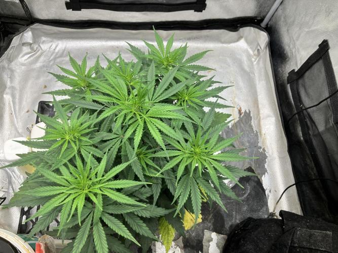 Malawi X Panama Fem. Week 5 - Day 35
