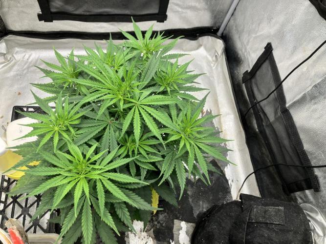 Malawi X Panama Fem. Week 6 - Day 36