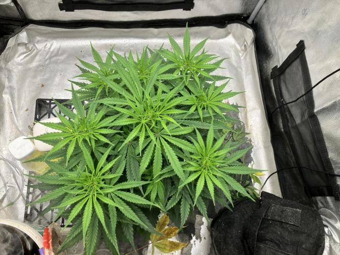 Malawi X Panama Fem. Week 6 - Day 37