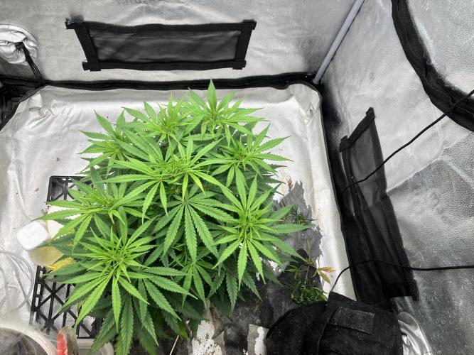 Malawi X Panama Fem. Week 6 - Day 38