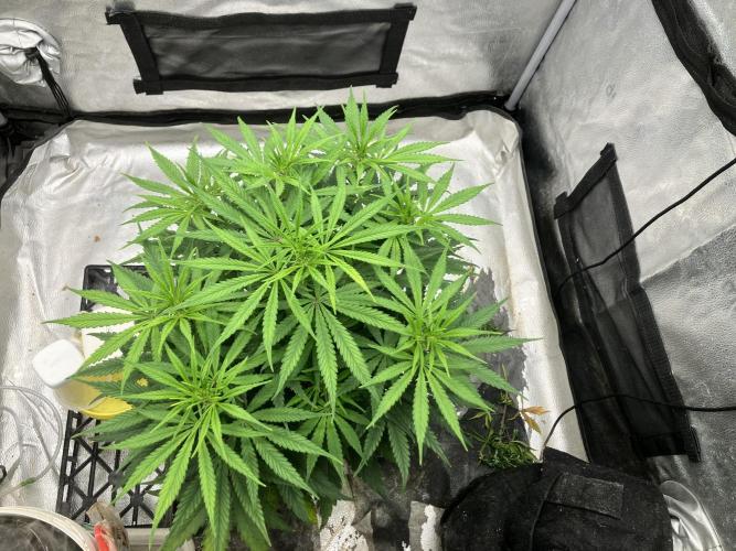 Malawi X Panama Fem. Week 6 - Day 40