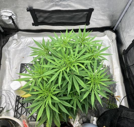 Malawi X Panama Fem. Week 6 - Day 41