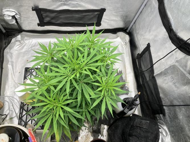 Malawi X Panama Fem. Week 6 - Day 42