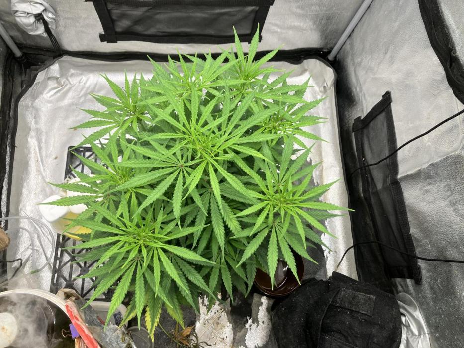Malawi X Panama Fem. Week 7 - Day 1 W4