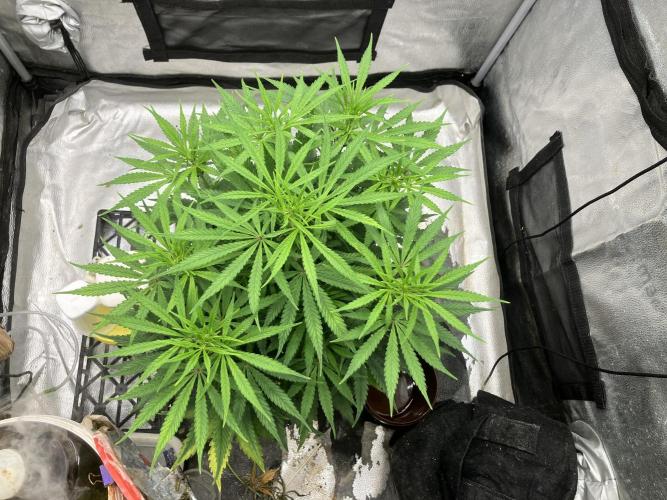 Malawi X Panama Fem. Week 7 - Day 1 W4