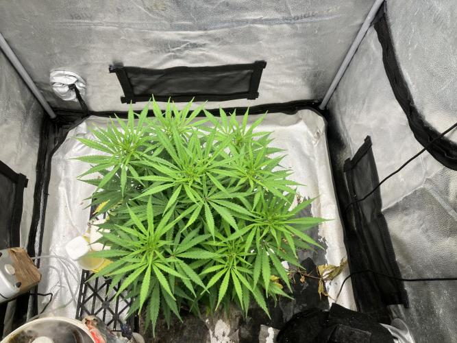 Malawi x Panama. Week 7