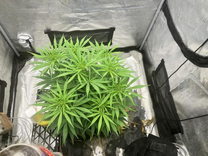 Malawi X Panama Fem. Week 7 - Day 3W4
