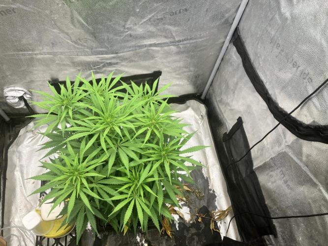 Malawi x Panama. Week 7