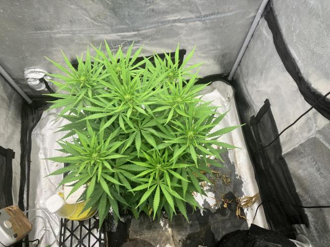 Malawi x Panama. Week 7