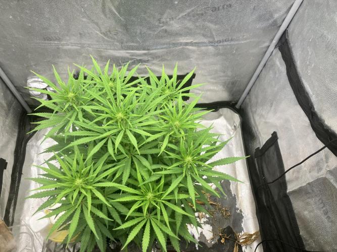 Malawi X Panama Fem. Week 7 - Day6w4