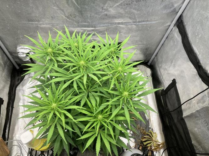 Malawi x Panama. Week 7