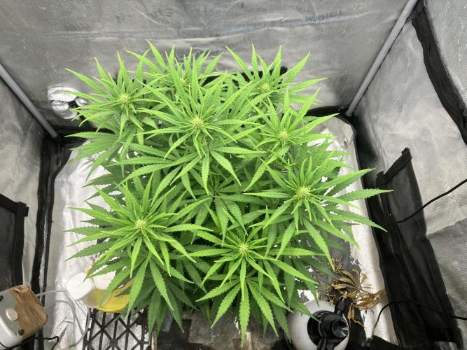 Malawi x Panama. Week 8