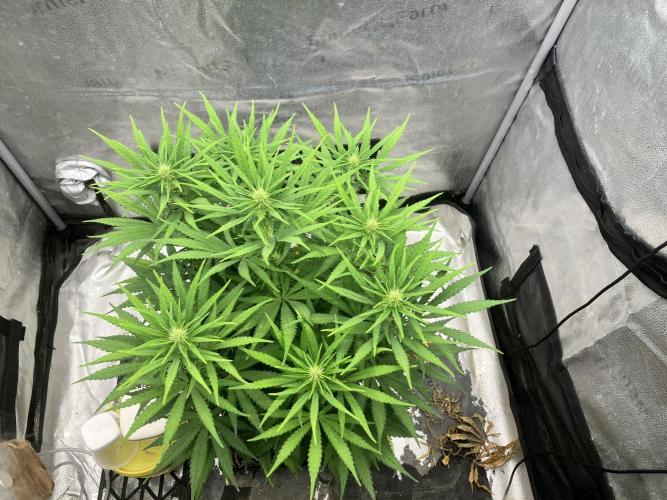 Malawi x Panama. Week 8