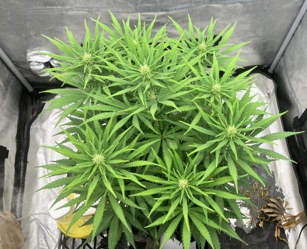 Malawi X Panama Fem. Week 8 - Day 3w5