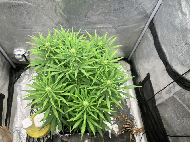 Malawi X Panama Fem. Week 8 - Day 4w5