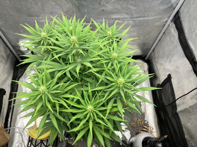 Malawi x Panama. Week 8
