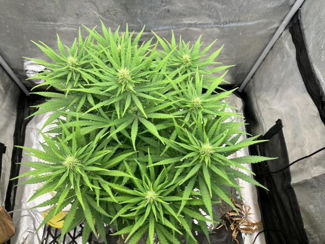 Malawi X Panama Fem. Week 8 - Day 6