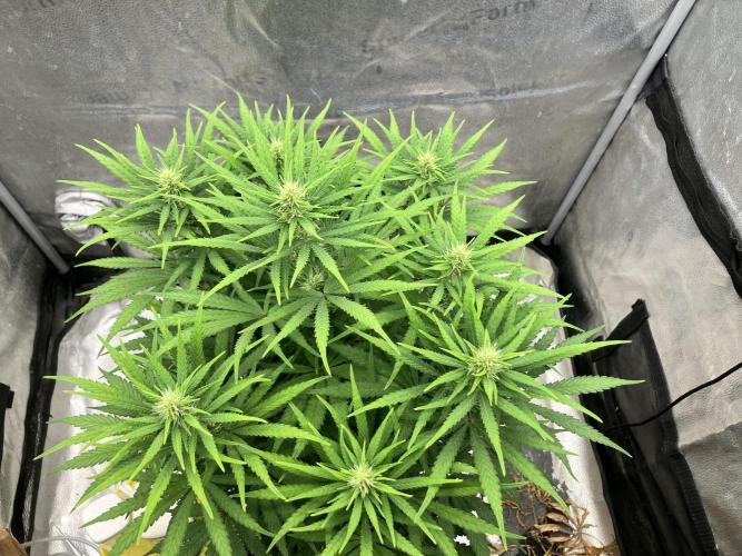Malawi x Panama. Week 8