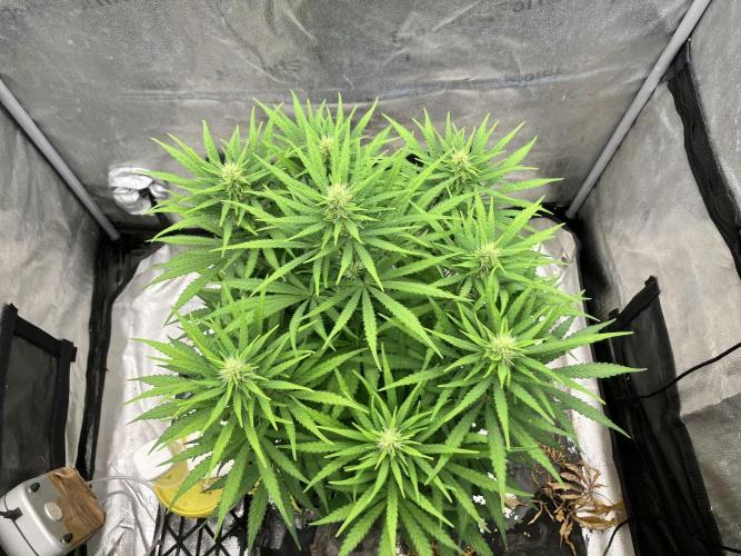 Malawi x Panama. Week 9