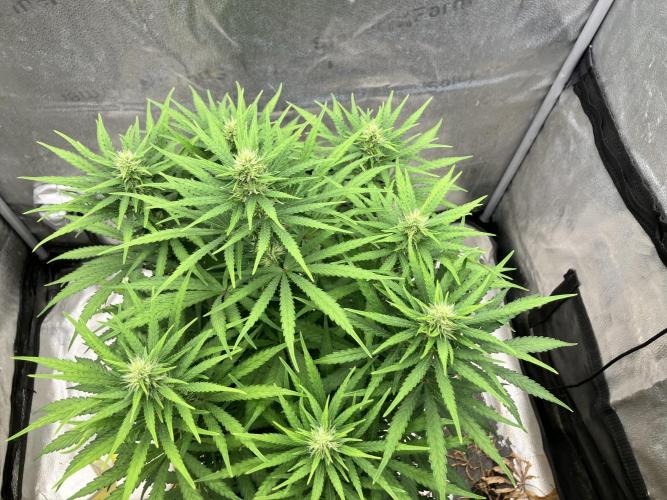 Malawi x Panama. Week 9