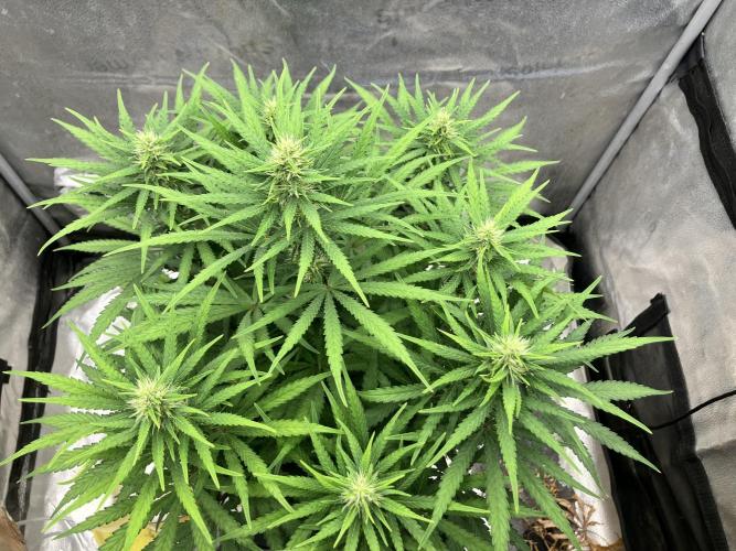 Malawi X Panama Fem. Week 9 - Day 3