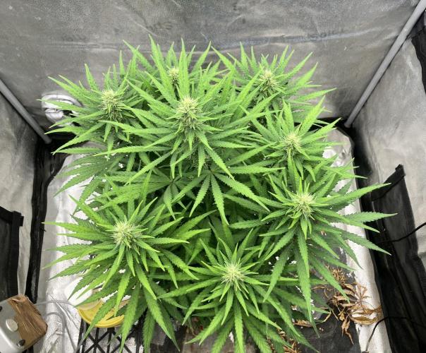 Malawi X Panama Fem. Week 9 - Day 4