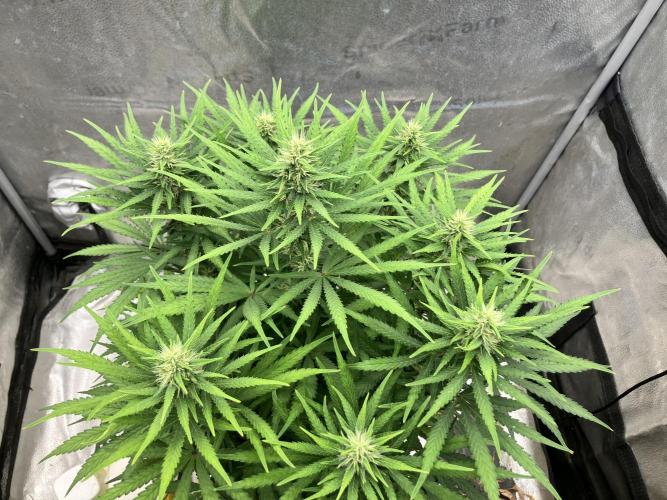 Malawi X Panama Fem. Week 9 - Day 5