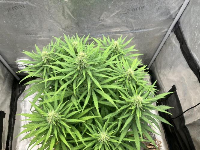 Malawi X Panama Fem. Week 9