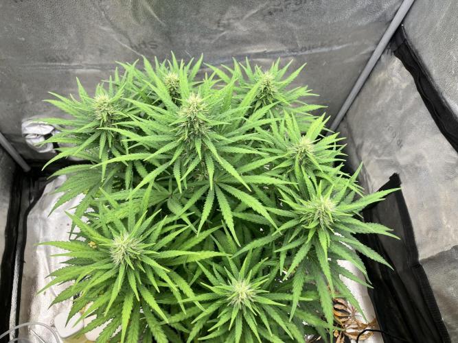 Malawi X Panama Fem. Week 9