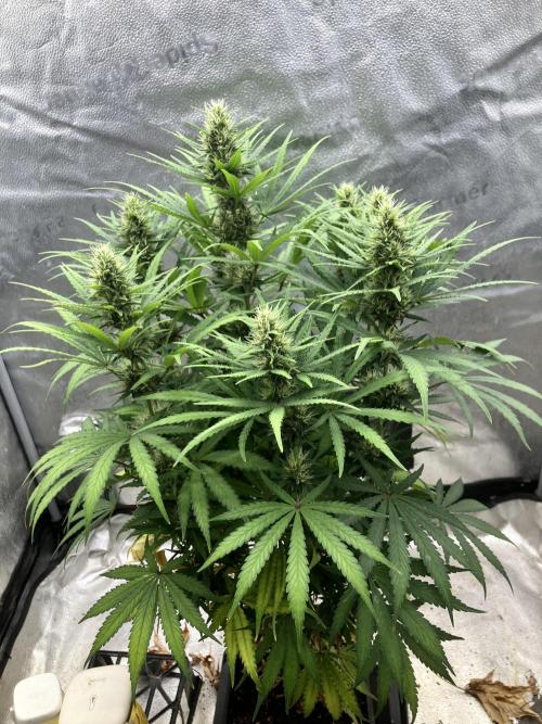 Malawi X Panama Fem. Week 10 - Day 1