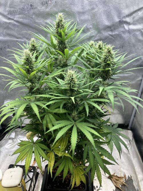 Malawi X Panama Fem. Week 10 - Day 2