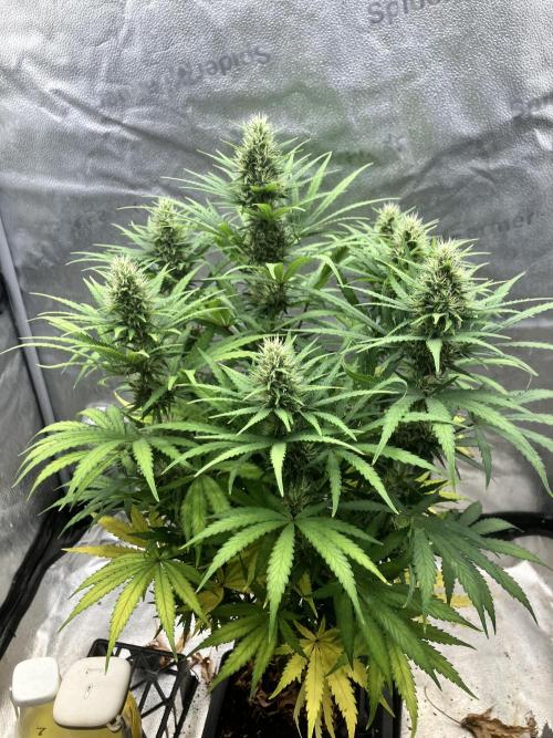 Malawi X Panama Fem. Week 10