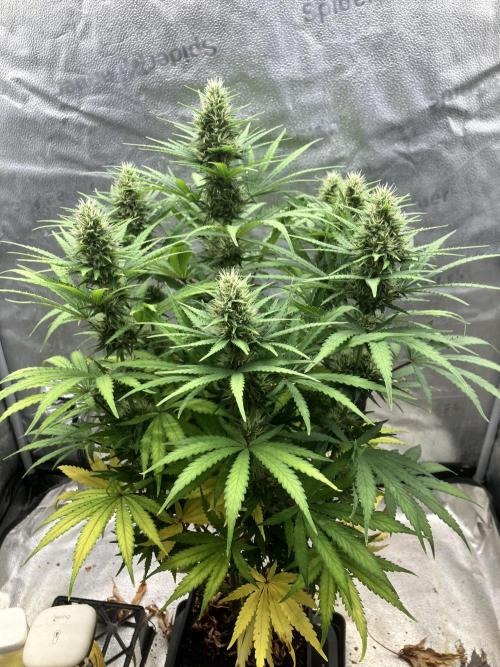 Malawi X Panama Fem. Week 10