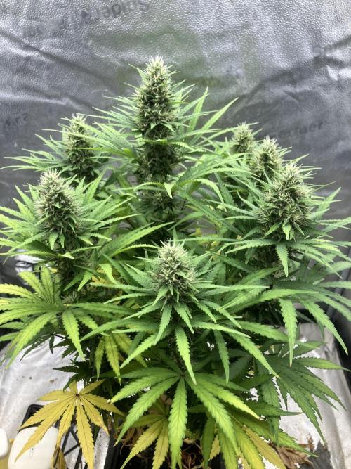 Malawi X Panama Fem. Week 11