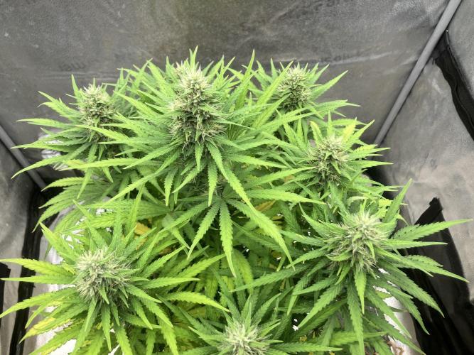 Malawi X Panama Fem. Week 11