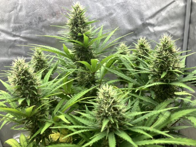 Malawi X Panama Fem. Week 11