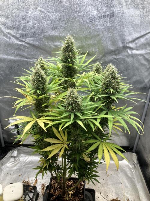 Malawi X Panama Fem. Week 12