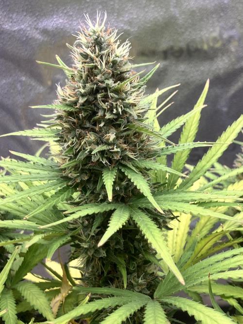 Malawi X Panama Fem. Week 12