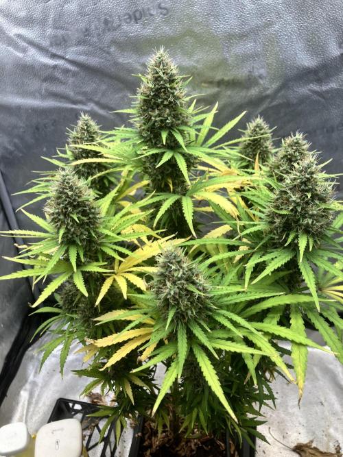 Malawi X Panama Fem. Week 13