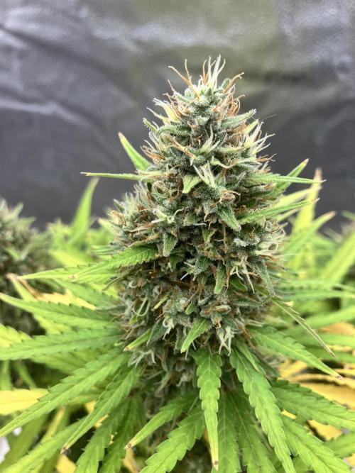 Malawi X Panama Fem. Week 13