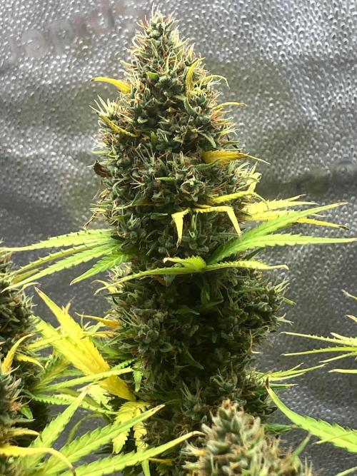 Malawi X Panama Fem. Week 14