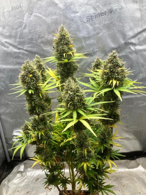 Malawi X Panama Fem. Week 14