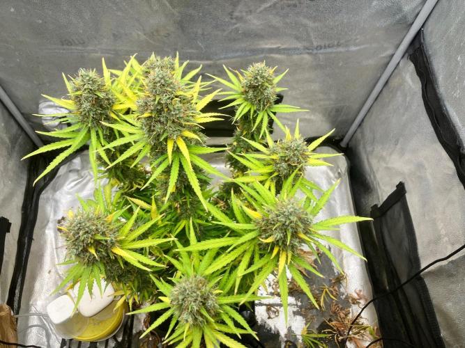 Malawi X Panama Fem. Week 14