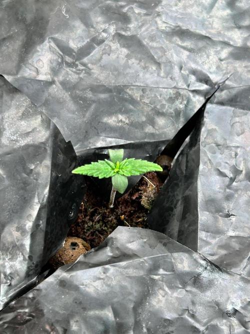 Grow Tent 3x3x6. Week 1
