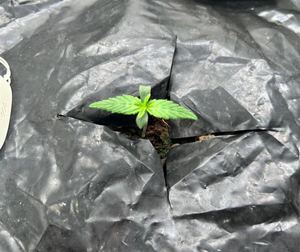 Grow Tent 3x3x6. Week 1